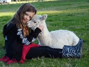 Alpaca Cuddles pet alpacas for sale