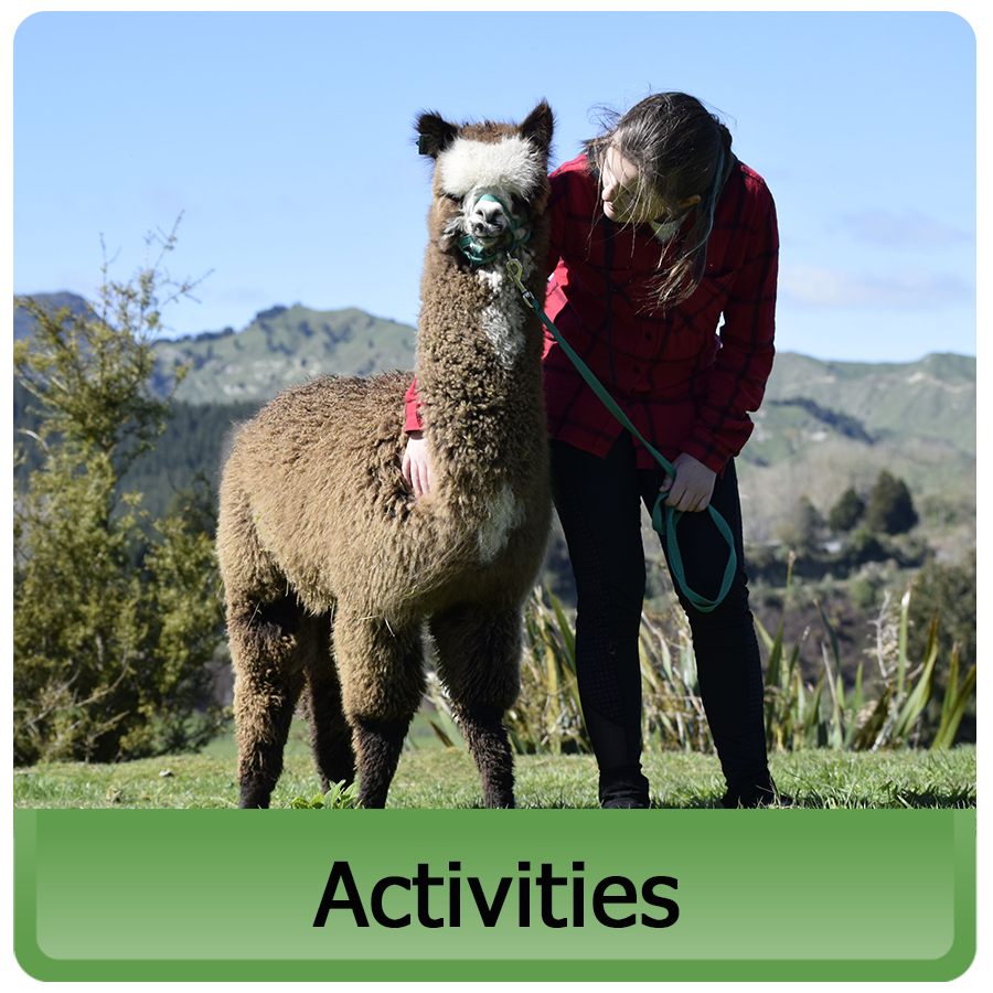 Alpaca walks