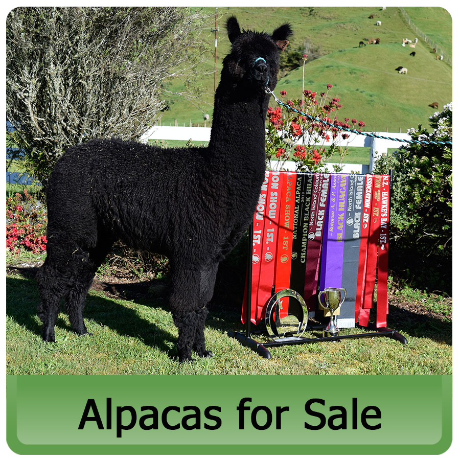 alpacas for sale