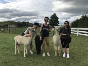 Alpaca Activites New Zealand