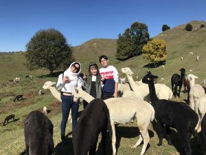 Surround yourself with alpacas