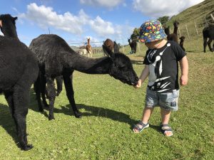 Children love hand feeding the alpacas