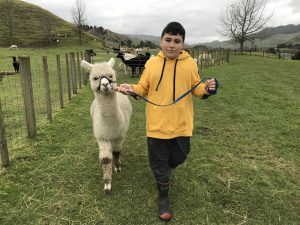 Alpaca Activities New Zealand