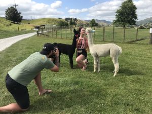 Alpaca Activities New Zealand