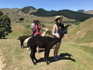 Alpaca Activities New Zealand