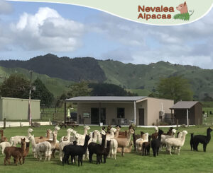 Shop Alpaca Shop