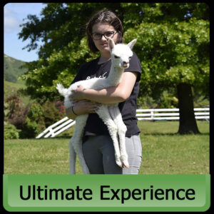 Ultimate Alpaca Experience