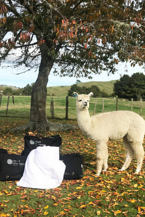 alpaca duvet