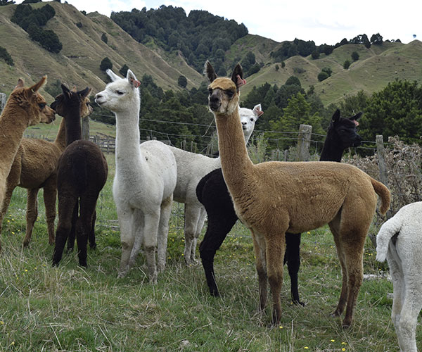 Females for Sale | Alpacas for Sale | Nevalea Alpacas