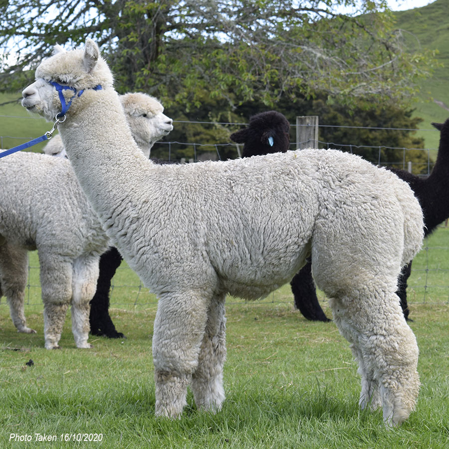 Giggles with cria Keane