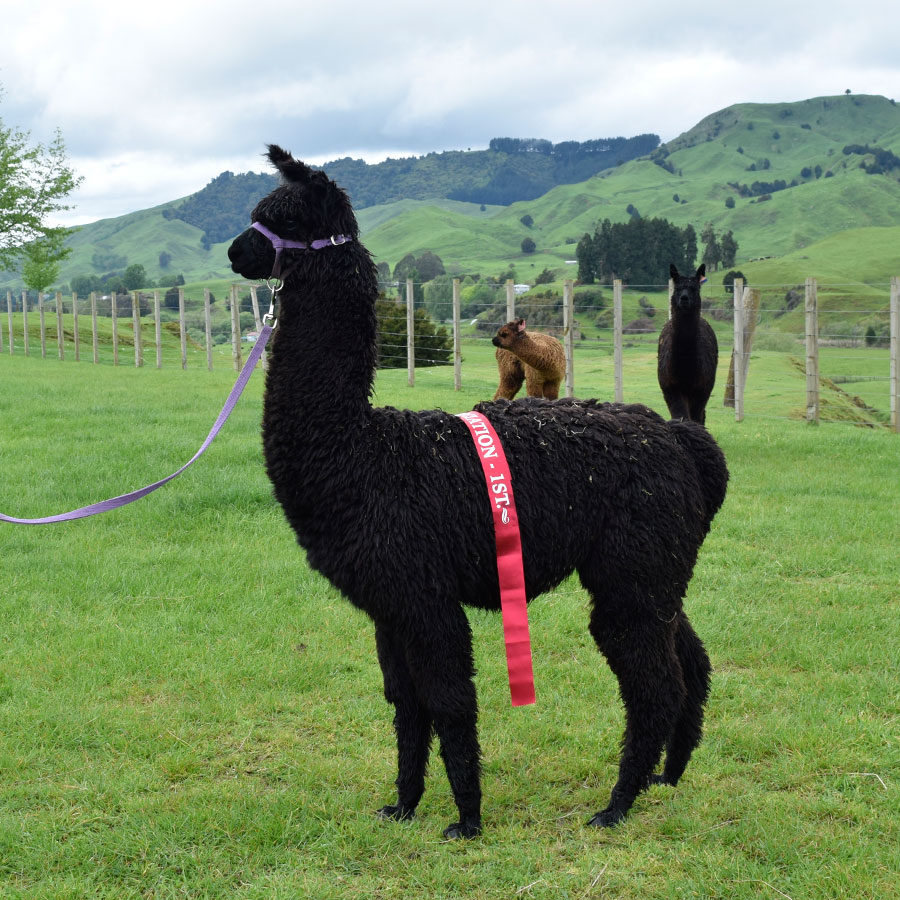 Odessa - 2022 Waikato Show