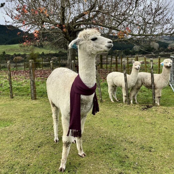 Alpaca Scarf